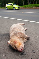 Wombat (Vombatus ursinus) killed on a road in New South Wales, Australia. February 2010