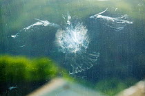 Powder print from Pigeon or dove (Columba sp) flying into a house window. June 2007