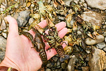 Rare native White clawed crayfish (Austropotamobius pallipes) killed by an illegal chemical spill on the river Mint near Kendal Cumbria UK. June 2004