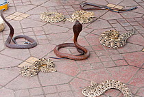 Snake charmers snakes in Marrakech, Morocco, North Africa. April 2012