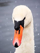 Mute Swan (Cygnus olor) in the snow on Lake Windermere, Lake District, England, UK. March.