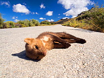 Beech marten, (Martes foina) killed on a road on Lesvos, Greece. June.