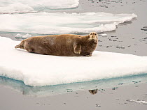 Bearded seal (Erignathus barbatus) on rotten melting sea ice, off the coast of Northern Svalbard. July 2013.
