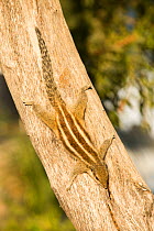 Three striped squirrel  (Funambulus palmarum) Tilonia, Rajasthan, India. December.
