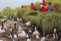 Tourists watching Black browed albatross (Thalassarche melanophris)  and Rockhopper penguins (Eudyptes chrysocome) nesting colony on Westpoint island, Falkland Islands, South America,February 2014