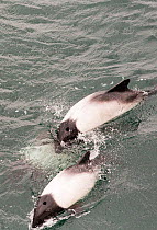 Commerson's dolphin (Cephalorhynchus commersonii) swimming round a ship off the Falkland Islands. February 2014