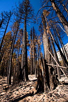 Forest fire destroyed area of forest in the Little Yosemite Valley in the Yosemite National Park, California, USA. This fire was started by a lightning strike.  October 2014