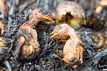 Meadow pipit (Anthus pratensis) chicks killed by the fire caused by discarded cigarette, Littleborough, England, UK. May.