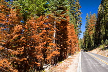 Wildfire damage in Yosemite National Park, California, USA. Most of California was in exceptional drought, the highest classification of drought, which  lea to an increasing number of wild fires. Octo...