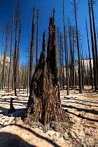 Forest fire destroyed area of forest in the Little Yosemite Valley, Yosemite National Park, California, USA. Most of California was in exceptional drought, the highest classification of drought, which...
