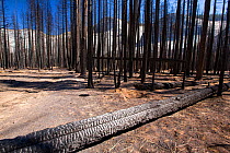 Forest fire destroys an area of forest in the Little Yosemite Valley, Yosemite National Park, California, USA. Most of California was in exceptional drought, the highest classification of drought, whi...