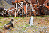 King penguin (Aptenodytes patagonicus) and Antarctic fur seal (Arctocephalus gazella), by the old whaling station at Grytviken on South Georgia. In its 58 years of operation, it handled 53,761 slaught...