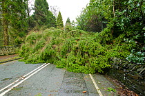 Tree fallen into the road after severe storm hit Cumbria with over 100 mph winds, Cumbria, England, UK. January 2005