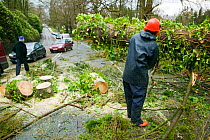 Tree surgeon sawing tree which has fallen into the road after severe storm hit Cumbria with over 100 mph winds, Cumbria, England, UK. January 2005
