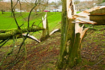 Tree fallen  after severe storm hit Cumbria with over 100 mph winds, Cumbria, England, UK. January 2005