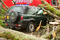 Car hit by tree which has fallen after a severe storm hit Cumbria with over 100 mph winds, Cumbria, England, UK. January 2005