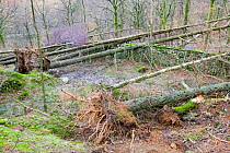 Trees which have fallen after severe storm hit Cumbria with over 100 mph winds, Cumbria, England, UK. January 2005