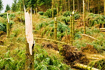 Trees which have fallen after severe storm hit Cumbria with over 100 mph winds, Cumbria, England, UK. January 2005