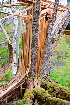 Larch tree (Larix sp) destroyed by hurricane force winds, Isle of Eigg, Scotland, UK. May 2012