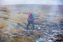 Moorland stream waterfalls blowing uphill in storm force winds, with a walker struggling past, Stoer in Assynt, Scotland, UK,  October 2013