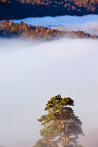 Scots pine (Pinus sylvestris) and valley mist near Rydal, Lake District, England, UK. November 2009