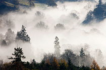 Mist caused by a temperature inversion over woodland near Ambleside,  Lake District, England, UK. November 2009