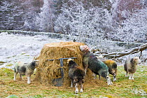 Herdwick sheep feeding on hay during a cold snap near Tarn Hows in the Lake district UK. January 2009