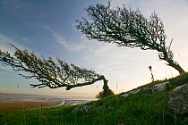 Hawthorn trees (Crataegus monogyna) bent over by the prevailing wind on Humphrey Head Point above Morecambe Bay , Grange over Sands, England, UK. November 2006