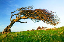Hawthorn tree (Crataegus monogyna) bent over by the prevailing wind on Humphrey Head Point above Morecambe Bay near Grange over Sands, England, UK. November 2006
