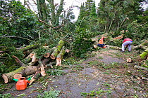 Tree surgeons removing trees which fell during  a severe storm, Cumbria, England, UK. January 2005