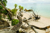 Trees fallen over because of undercutting coastal erosion caused by global warming induced sea level rise, Tepuka island off Funafuti atol in Tuvalu. March 2007