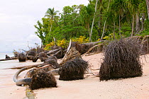 Trees fallen over because of undercutting coastal erosion caused by global warming induced sea level rise, Tepuka island off Funafuti atol in Tuvalu. March 2007