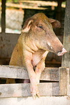 Pig, Funafuti atol Tuvalu. March 2007