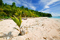 Coconut seedling (Cocos nucifera) on beach, Funafuti Atoll, Tuvalu. March 2007. These islands are very low lying and susceptible to sea level rise.