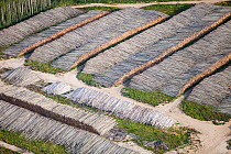 Boreal forest trees clear felled to make way for a new tar sands mine north of Fort McMurray, Alberta, Canada. August 2012