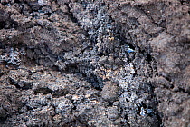 Bitumen from tar sands leaching out in a road cutting. Alberta, Canada. August 2012