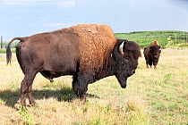 American buffalo (Bison bison) grazing on land reclaimed from a former tar sands mine at Syncrude Mildred Lake, north of Fort McMurray, Alberta, USA. August.