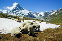 Sheep cooling down on the snow infront of the Matterhorn above Zermatt Switzerland. June 2004