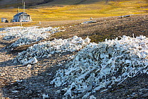 Pile of bones, the remains of hunted Beluga Whales (Delphinapterus leucas) at Bourbonhamna Svalbard, Norway, July 2013