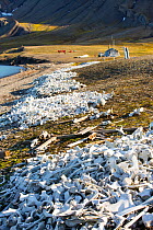 Pile of bones, the remains of hunted Beluga Whales (Delphinapterus leucas) at Bourbonhamna Svalbard, Norway, July 2013
