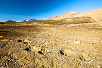 Polar Bear footprints in melting permafrost on Northern Svalbard. July 2013