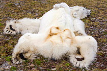 Polar bear (Ursus maritimus) starved to death as a consequence of climate change. Svalbard, Norway, July 2013