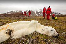 Polar bear (Ursus maritimus) starved to death as a consequence of climate change. Svalbard, Norway, July 2013