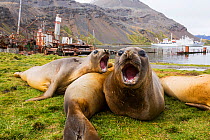Southern elephant seal (Mirounga leonina) with an old whaling ship behind. Grytviken, South Georgia, Antarctica, February.