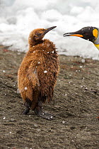 King penguin (Aptenodytes patagonicus) chick with adult, Gold harbour,  South Georgia, Southern Ocean, February 2014