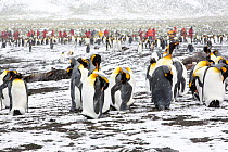 King penguins (Aptenodytes patagonicus) with passengers from an expedition cruise. Gold Harbour, South Georgia,  February 2014