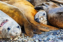 Southern elephant seal (Mirounga leonina) females resting on beach, one with severe injury probably inflicted by male, Prion Island, South Georgia, Antarctica. February 2014
