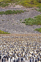 King penguins (Aptenodytes patagonicus)  in the world's second largest King Penguin colony on Salisbury Plain, South Georgia, Southern Ocean. February 2014