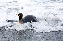 King penguin (Aptenodytes patagonicus) returning to the shore, Salisbury Plain, South Georgia, Southern Ocean. February.