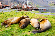 Southern elephant seal (Mirounga leonina) in Grytviken South Georgia, Antarctica, with an old whaling ship behind. February 2014